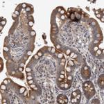 ERAL1 Antibody in Immunohistochemistry (Paraffin) (IHC (P))
