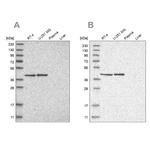 ERAL1 Antibody in Western Blot (WB)