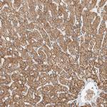 SLFN12L Antibody in Immunohistochemistry (Paraffin) (IHC (P))