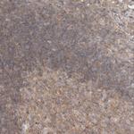 CHMP6 Polyclonal Antibody