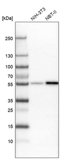 WIPF2 Antibody in Western Blot (WB)