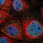 UNC13B Polyclonal Antibody