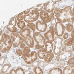 UNC13B Antibody in Immunohistochemistry (Paraffin) (IHC (P))