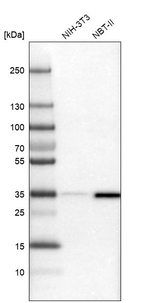 OTUD6B Antibody in Western Blot (WB)