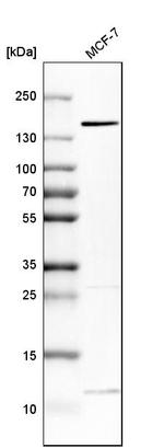 FAM83H Antibody in Western Blot (WB)