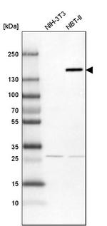 FAM83H Antibody in Western Blot (WB)