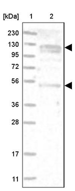 ANKFY1 Antibody in Western Blot (WB)