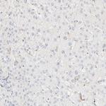 OTOP2 Antibody in Immunohistochemistry (Paraffin) (IHC (P))