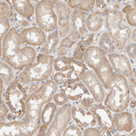 B3GNTL1 Antibody in Immunohistochemistry (Paraffin) (IHC (P))
