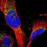 MRPL41 Antibody in Immunocytochemistry (ICC/IF)
