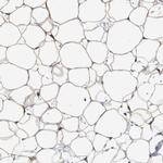 FAM213A Antibody in Immunohistochemistry (IHC)