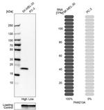 FAM213A Antibody in Western Blot (WB)