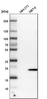 FAM213A Antibody in Western Blot (WB)
