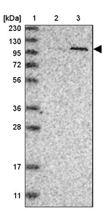 PWP2 Antibody in Western Blot (WB)
