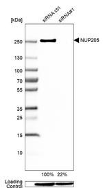 NUP205 Antibody