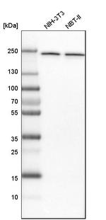 NUP205 Polyclonal Antibody