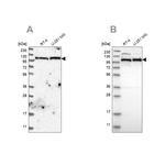 IARS2 Antibody in Western Blot (WB)