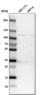IARS2 Antibody in Western Blot (WB)