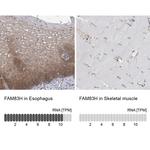 FAM83H Antibody