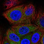 GREB1 Polyclonal Antibody