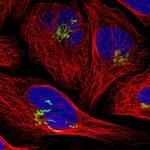 SLC38A10 Polyclonal Antibody