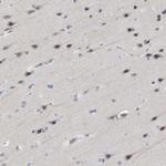 ARHGEF10 Antibody in Immunohistochemistry (Paraffin) (IHC (P))