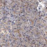 BZRAP1 Antibody in Immunohistochemistry (IHC)