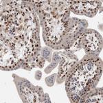 C8orf58 Polyclonal Antibody