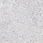 ID3 Antibody in Immunohistochemistry (Paraffin) (IHC (P))