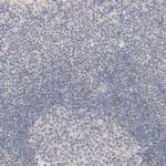 Carbonic Anhydrase XIII Antibody in Immunohistochemistry (IHC)