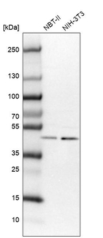 VPS37A Antibody in Western Blot (WB)