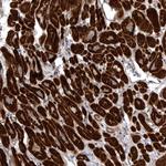 SNX16 Polyclonal Antibody