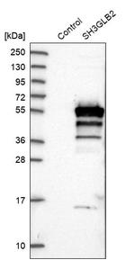 SH3GLB2 Antibody in Western Blot (WB)
