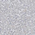 MPP3 Antibody in Immunohistochemistry (Paraffin) (IHC (P))