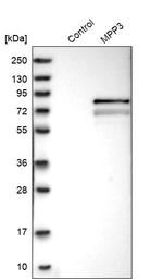 MPP3 Antibody in Western Blot (WB)