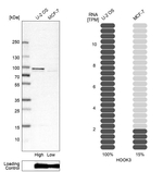 HOOK3 Antibody in Western Blot (WB)