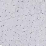 LRRC45 Antibody in Immunohistochemistry (IHC)