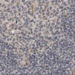 LRRC45 Antibody in Immunohistochemistry (IHC)