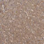 MICU3 Antibody in Immunohistochemistry (Paraffin) (IHC (P))