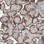 DPY19L4 Polyclonal Antibody