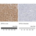 DPYS Polyclonal Antibody