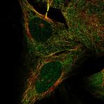 KIF2B Polyclonal Antibody