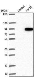 KIF2B Antibody in Western Blot (WB)