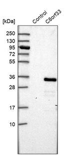C8orf33 Antibody in Western Blot (WB)