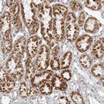 FAM135B Polyclonal Antibody