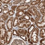 WDYHV1 Antibody in Immunohistochemistry (Paraffin) (IHC (P))