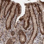 XKR6 Polyclonal Antibody