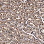 PLEKHF2 Antibody in Immunohistochemistry (Paraffin) (IHC (P))