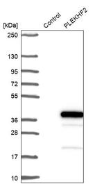 PLEKHF2 Antibody in Western Blot (WB)