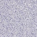 COL22A1 Antibody in Immunohistochemistry (Paraffin) (IHC (P))